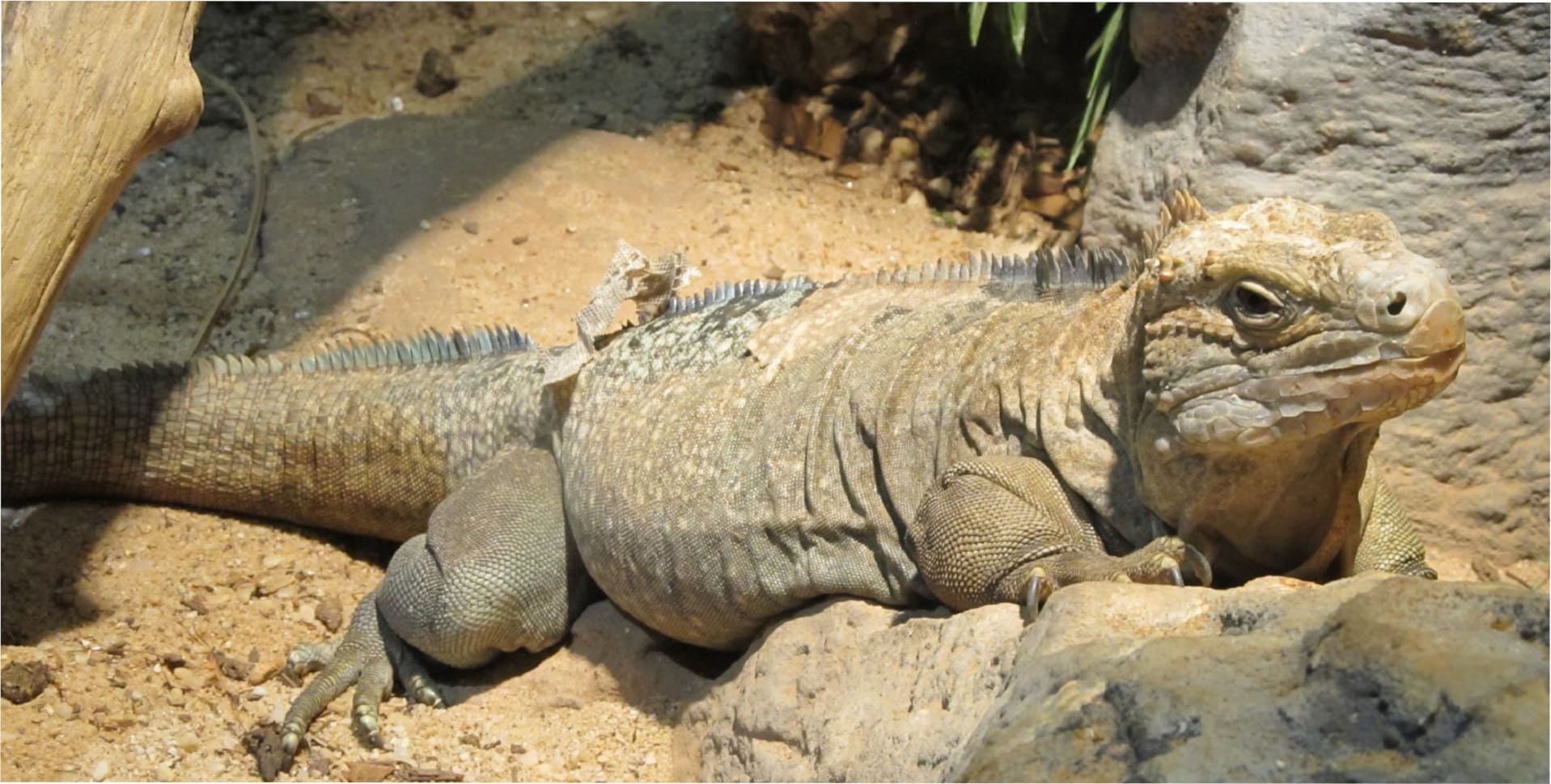 Iguana de Jamaicana Guía completa Cuidados Alimentación y Cría