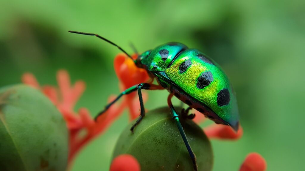 Escarabajo Joya
