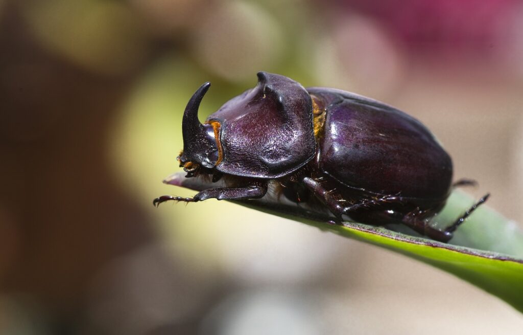 Escarabajo Rinoceronte